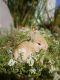 Netherland Dwarf rabbit Rabbits for sale in Irvine, CA, USA. price: NA