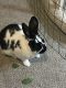 Netherland Dwarf rabbit Rabbits for sale in Mesa, AZ, USA. price: NA
