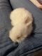 Netherland Dwarf rabbit Rabbits for sale in Jamaica, Queens, NY, USA. price: $150