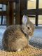 Netherland Dwarf rabbit Rabbits for sale in Temecula, CA, USA. price: $550