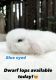 Netherland Dwarf rabbit Rabbits for sale in Mission Viejo, CA, USA. price: $150