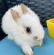 Netherland Dwarf rabbit Rabbits for sale in Anaheim Hills, Anaheim, CA, USA. price: $60