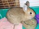 Netherland Dwarf rabbit Rabbits for sale in Florence, AZ, USA. price: $60