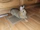 Netherland Dwarf rabbit Rabbits for sale in Florence, AZ, USA. price: $60