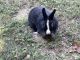 Netherland Dwarf rabbit Rabbits for sale in Horn Lake, MS, USA. price: $20