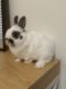 Netherland Dwarf rabbit Rabbits for sale in Bloomington, Indiana. price: $100