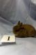 Netherland Dwarf rabbit Rabbits for sale in New York, NY, USA. price: NA