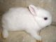 Netherland Dwarf rabbit Rabbits for sale in Hauppauge, NY, USA. price: $140