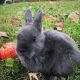 Netherland Dwarf rabbit Rabbits for sale in Abingdon, MD, USA. price: $25