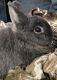 Netherland Dwarf rabbit Rabbits for sale in Abingdon, MD, USA. price: $30