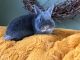 Netherland Dwarf rabbit Rabbits for sale in Aragon, GA, USA. price: NA