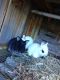 Netherland Dwarf rabbit Rabbits for sale in St. Petersburg, FL, USA. price: $65