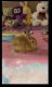 Netherland Dwarf rabbit Rabbits for sale in Newark, NJ 07105, USA. price: $200