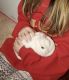 Netherland Dwarf rabbit Rabbits for sale in Flanders, Mt Olive, NJ 07836, USA. price: $100