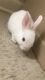 New Zealand rabbit Rabbits for sale in Rayville, LA 71269, USA. price: $200