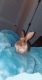 New Zealand rabbit Rabbits for sale in Kennesaw, GA, USA. price: $45