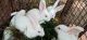 New Zealand rabbit Rabbits for sale in Coimbatore, Tamil Nadu, India. price: 750 INR
