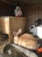 New Zealand rabbit Rabbits for sale in Fayetteville, AR 72701, USA. price: $20