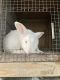 New Zealand rabbit Rabbits for sale in Punta Gorda, FL 33982, USA. price: $10
