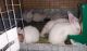 New Zealand rabbit Rabbits for sale in Roosevelt, UT 84066, USA. price: $45