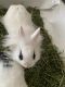 New Zealand rabbit Rabbits for sale in Lawrenceville, GA, USA. price: $50
