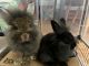 New Zealand rabbit Rabbits for sale in New Boston, NH 03070, USA. price: $60