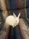 New Zealand rabbit Rabbits for sale in Lincoln, NE, USA. price: NA