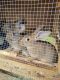 New Zealand rabbit Rabbits for sale in Roanoke, IL 61561, USA. price: $30