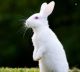 New Zealand rabbit Rabbits for sale in Balaganur, Karnataka. price: 400 INR