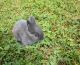 New Zealand rabbit Rabbits for sale in 40 Pruitt Rd, Alpharetta, GA 30004, USA. price: NA