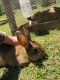New Zealand rabbit Rabbits for sale in Fort Smith, AR, USA. price: $20