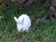 New Zealand rabbit Rabbits for sale in Pembroke Pines, FL, USA. price: $30