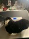 Newfoundland Dog Puppies for sale in Maine, ME 04736, USA. price: $2,000