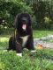 Newfoundland Dog Puppies for sale in El Paso, TX 79934, USA. price: NA