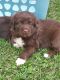 Newfoundland Dog Puppies for sale in Amsterdam, NY 12010, USA. price: $1,750