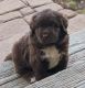 Newfoundland Dog Puppies for sale in Amsterdam, NY 12010, USA. price: $1,900