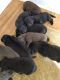 Newfoundland Dog Puppies for sale in Brookville, IN 47012, USA. price: $2,000