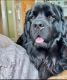Newfoundland Dog Puppies for sale in N Rd, Sherman, ME 04776, USA. price: $2,000