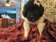 Newfoundland Dog Puppies for sale in Andover, MN 55304, USA. price: $1,800