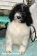 Newfoundland Dog Puppies for sale in Jonesboro, AR, USA. price: NA