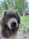 Newfoundland Dog Puppies for sale in Jordan, MN 55352, USA. price: $2,000