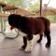 Newfoundland Dog Puppies for sale in Indianapolis, IN, USA. price: $2,000