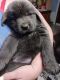 Newfoundland Dog Puppies for sale in Denison, TX, USA. price: NA