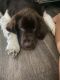 Newfoundland Dog Puppies for sale in Mesquite, TX, USA. price: NA