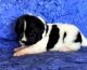 Newfoundland Dog Puppies for sale in Florida St, San Francisco, CA, USA. price: NA