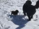 Newfoundland Dog Puppies