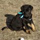 Newfoundland Dog Puppies for sale in Rogers, MN 55374, USA. price: NA
