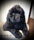 Newfoundland Dog Puppies for sale in Marengo, WI 54855, USA. price: NA
