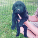 Newfoundland Dog Puppies for sale in Milan, IN 47031, USA. price: $1,500