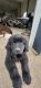 Newfoundland Dog Puppies for sale in Fort Wayne, IN, USA. price: NA